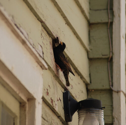 Bird Reasting in Vent Opening